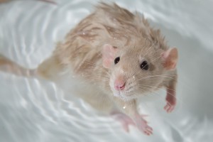 trixie-rat-bath.jpg
